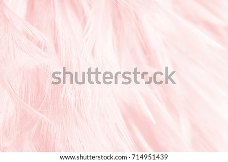 Beautiful Coral Pink vintage color trends feather texture background,pastel color tone