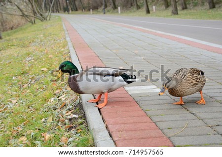 The pair of mallards are walking in the tiled path.
