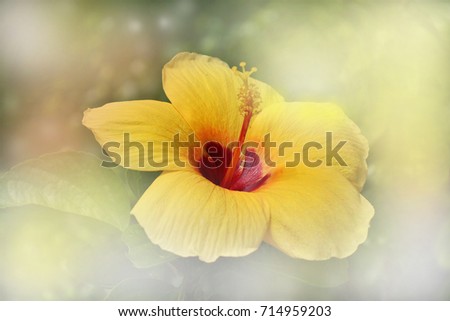 Hibiscus: show yellow color five petals on blur background
