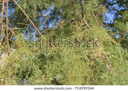 Thuja leaves branches wood detail composition fragment blue sky 