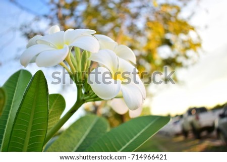 Beautiful frangipani flowers in tropical regions.