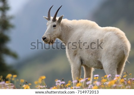 Mountain Goat Oreamnos Americanus Glacier National Park Montana USA Royalty-Free Stock Photo #714972013