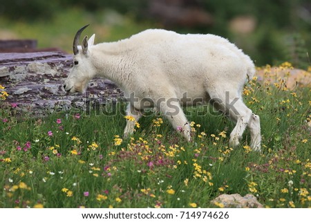 Mountain Goat Oreamnos Americanus Glacier National Park Montana USA Royalty-Free Stock Photo #714974626
