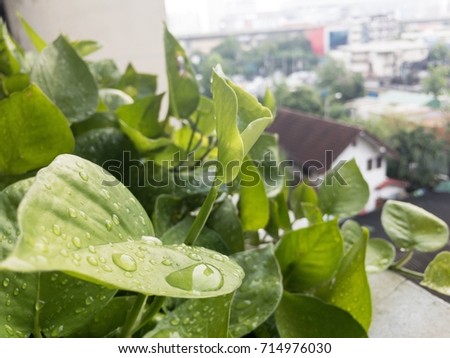 raindrop on the leaf