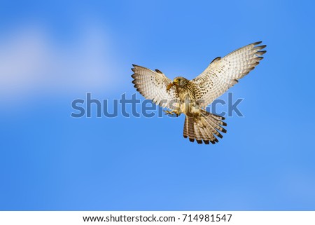 Flying bird. Bird of prey. Blue sky background.