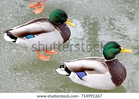 Lovely duck on the frozen lake