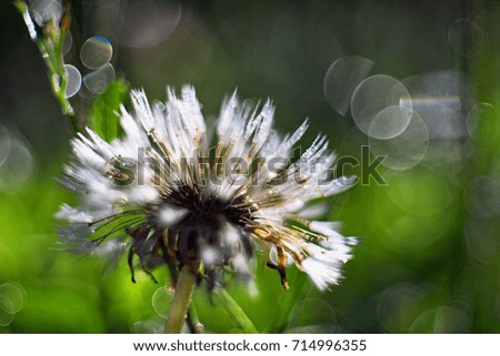 Dandelion covered in dew on a summer morning in a garden