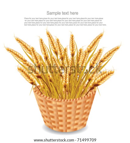 Wheat harvest in basket
