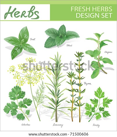 Fresh herbs. Vector design set. Royalty-Free Stock Photo #71500606