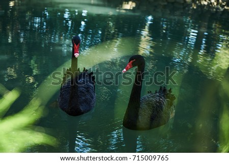 Black swans. Two black swans float in pond water. Black swans mating dance. Beautiful wildlife concept