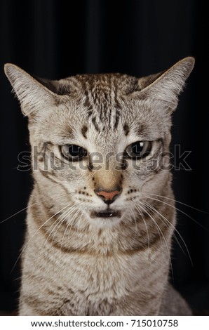 
Cat on a black background