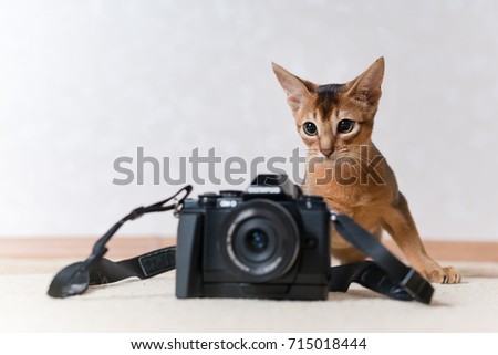 Beautiful Abyssinian cat with a camera