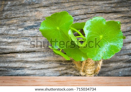 penny wort  born on old tree, nature stock photo,select focus