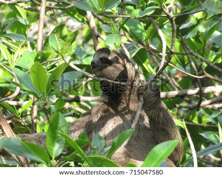 Sloth among leaves looking into the distance 