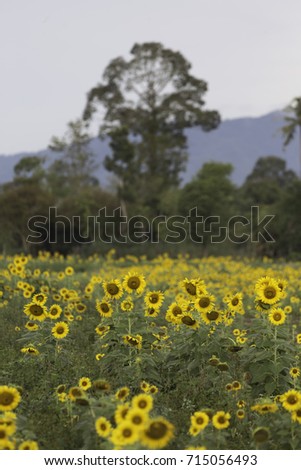 the sunflower field with the big tree