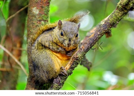 Poas squirrel Costa Rica