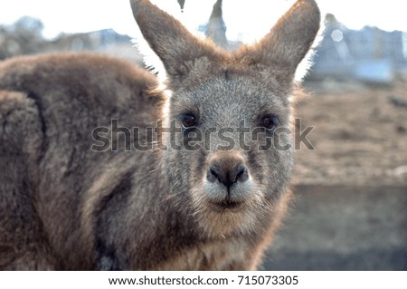 Brown kangaroo is staring at you