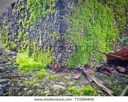 Moss on wall,nature background.