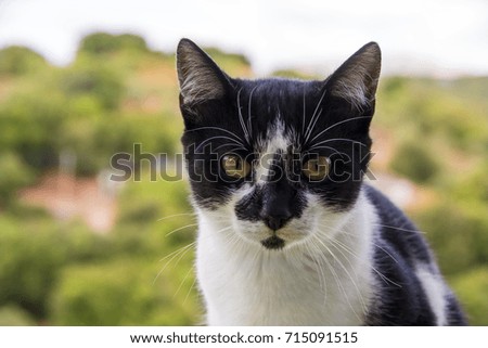 black with white cat on blurred background. Interested cat. Curious cat