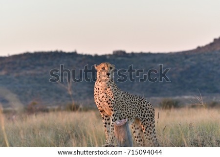 Cheetah Standing & Scanning For Prey