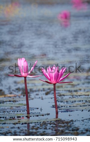 Pink Lotus Flower at Bungborrapet Thailand