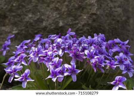 Purple flowers /
The beautiful purple flowers are blooming near rocks.