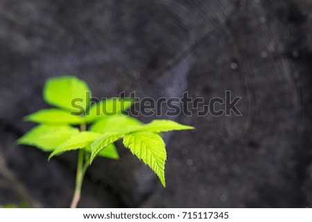 one young green sprout of a bush of a raspberry closeup in the foreground and on an indistinct background