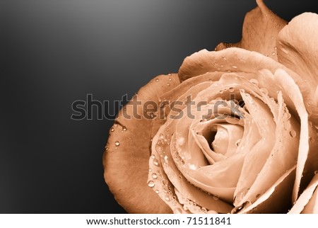 bronze rose