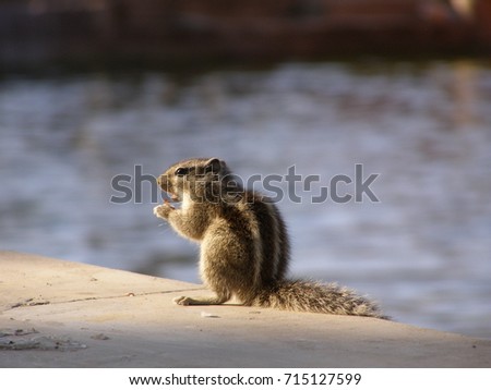 Squirrel by the pool 