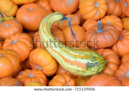 pile of mini pumpkin in the Fall season