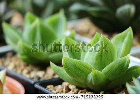 Haworthia is bright green leafy shaped look like lotus petals. Looks like green lotus on the ground is very beautiful.