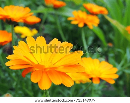 Calendula marigold flowers in summer, autumn garden.