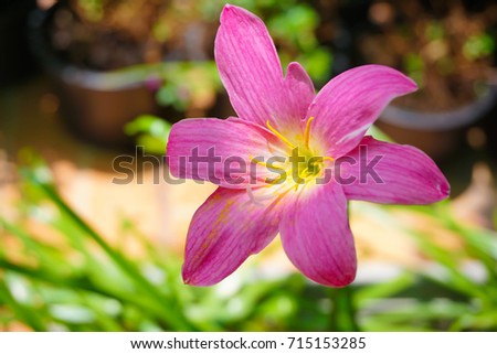 Beautiful Pink flower. Close up of Zephyranthes Lily or Pink rain lily
or Little Witches flower blossom.