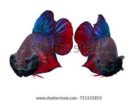 Betta splendens,Siamese fighting fish,Osphronemidae