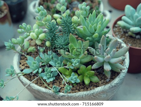 A group of Miniature succulent plants - vintage effect style.