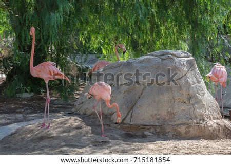 Pink flamingos in a natural habitat.