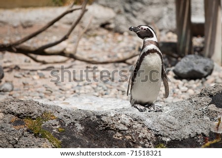 Magellanic Penguin (Spheniscus magellanicus). Close-up picture of Magellanic Penguin