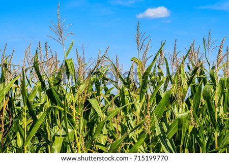 Polish corn field with blue sky