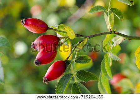 Photo of shrubs of rosehip in the wild on a sunny autumn day Royalty-Free Stock Photo #715204180