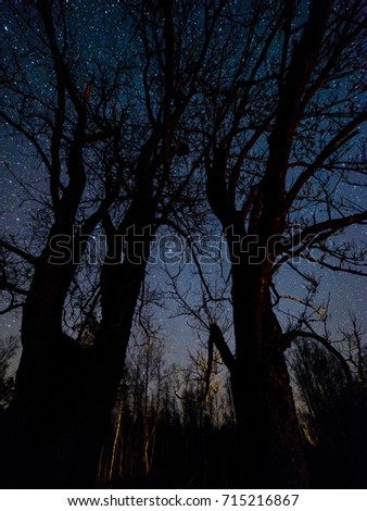 colorful milky way galaxy seen in night sky through black trees in forest