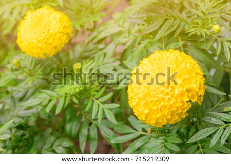 marigold flower yellow on the tree in garden beautiful background with copy space add text  (Calendula Flowers)