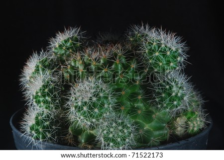 Beautiful cactus isolate on black background