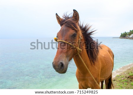 Red horse and blue sea view. Travel photo. Horse head portrait. Lovely farm animal. Cute horse with seascape. Tropical seashore view. Vacation adventure horseriding on beach. Domestic farm animal 