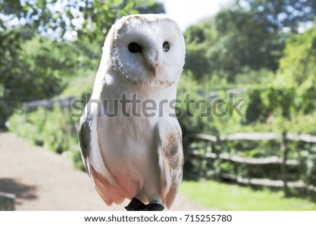 Full Length Barn Owl