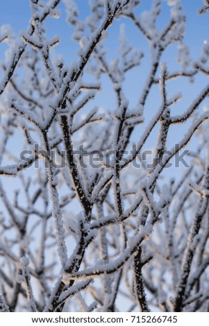 Branches covered with frost in front of blue sky.