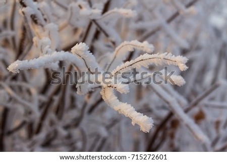 Small branch covered with hoarfrost in the sunrise.