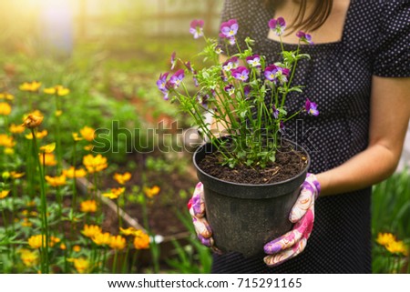 hand hold pot with pansies on the blossoming garden background