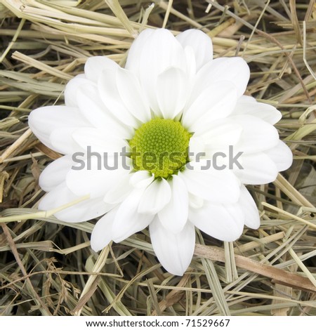 Closeup picture of single daisy flower lying on hay