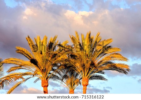Green Palm Canarian Tree on the Blue Sky Background