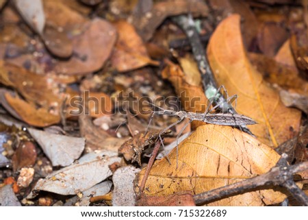 Brown Assassin bug nymph (Acanthaspis obscura), Kruger National Park, South Africa